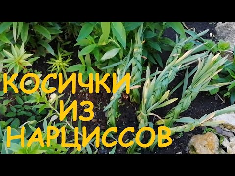 Видео: НАРЦИССЫ в косички. ЛУКОВИЧНЫЕ ПОСЛЕ ЦВЕТЕНИЯ. Когда выкапывать? Почему тюльпаны/нарциссы не цветут?