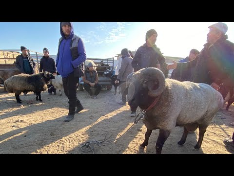 Видео: БУҒОЗ КУЙЛАР КИММАТМИ? ХОРАЗМ КУЙ КУЧКОР БОЗОРИ НАРХЛАРИ 09.11.2025