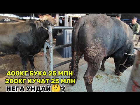 Видео: Бука емлаб  фойда килса буладими 🤔 Катта бука нархлари Ан кургонтепа 2025