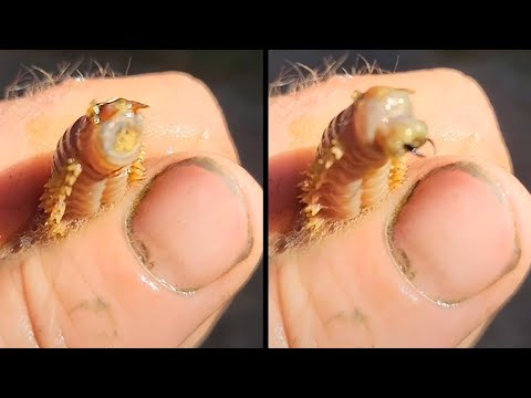 Видео: Удивительные Вещи, Которые Вы Не Видели. Часть 36
