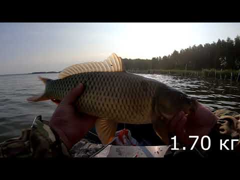 Видео: Карп жирует! оз  Тишки