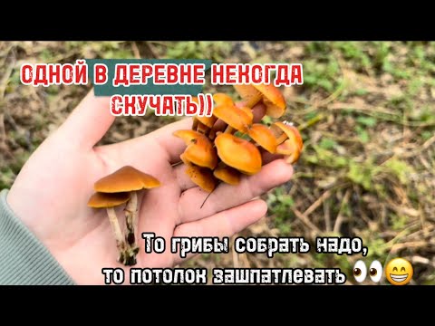 Видео: ЖИВУ, ЛЮБЛЮ, СОЗДАЮ. А что ещё нужно? 🥰