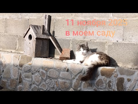 Видео: 11.11.2025😍мой вечнозелёный сад- моя яркая осень🥰 новинки 🌲 и 🌿 #цветы #flowers #cад ##garden 