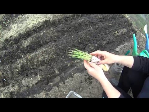Видео: ВЫСАДКА РАССАДЫ ЛУКА ВЫРАЩЕННОЙ ИЗ СЕМЯН БЕЗ ЗЕМЛИ!