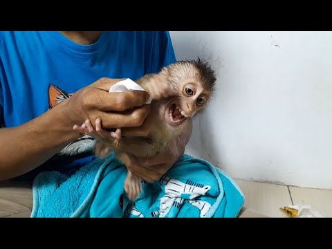 Видео: ВНЕЗАПНО КРИЧИТ! ОБЕЗЬЯНА ДЖЕННИ С КОСИЧКОЙ ЗАСТАВЛЯЕТ МЕНЯ УДИВЛЯТЬСЯ