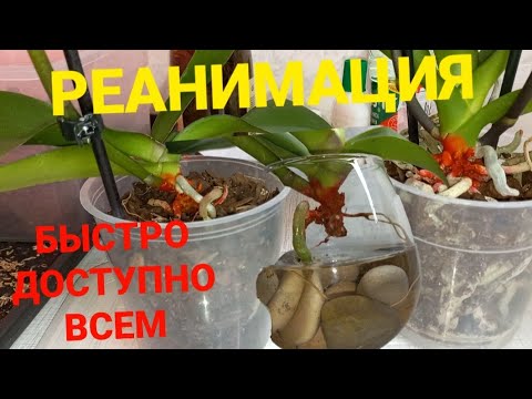 Видео: Сделай Живительный Коктейль Орхидеи Разбуди и они тронулся/ Пересадка Для быстрой АДАПТАЦИИ
