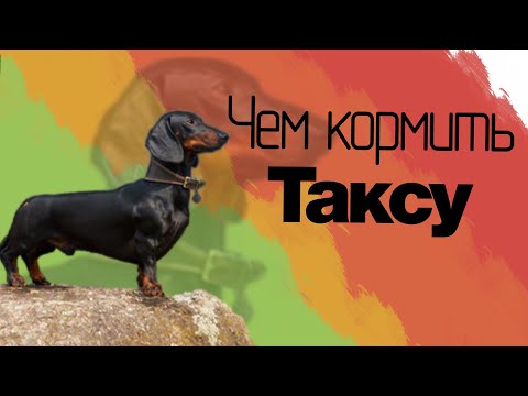 Видео: Чем кормить таксу?