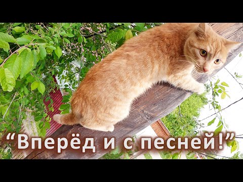 Видео: Тренинг с воплями