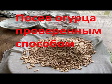 Видео: Посев огурцов от А до Я. Проверенный способ посадки огурцов на рассаду