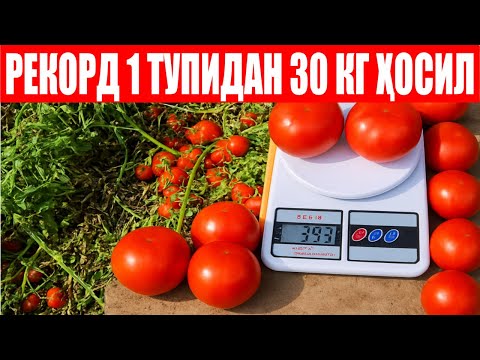 Видео: Сюзана Плюс F1 дан янги РЕКОРД натижа 1 тупидан 30 кг ҳосил (Tomato Suzana Plus F1-Sakata)