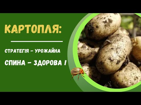 Видео: Як виростити картоплю для власного споживання з найменшими втратами для власного здоров'я:))