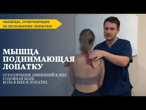 Видео: Причина боли в шее и лопатке | Головные боли | Мышца поднимающая лопатку