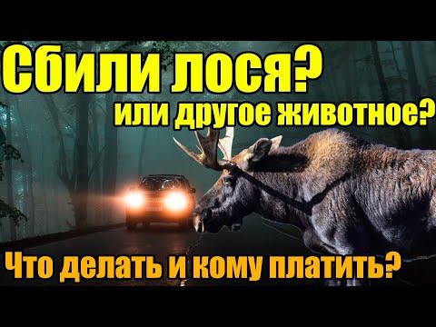 Видео: Что делать если сбил лося или другое животное?