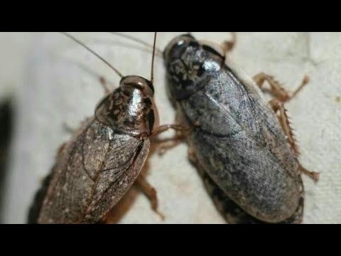 Видео: Содержание мраморных тараканов|Мраморный таракан| тараканы в квартире.