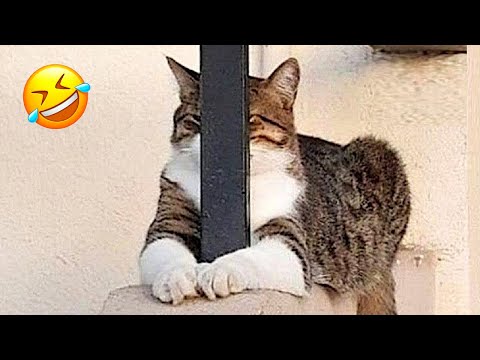 Видео: Самые милые и забавные животные поднимут вам настроение! 😅