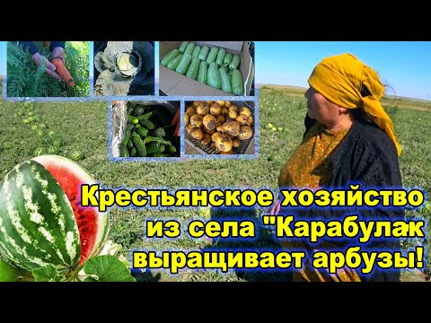 Видео: Крестьянское хозяйство из села "Карабулак" выращивает арбузы!