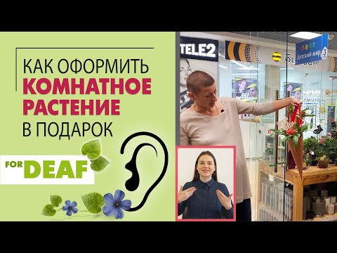 Видео: Комнатный цветок { СУРДОПЕРЕВОД } как можно празднично оформить растение и удивить близкого человека