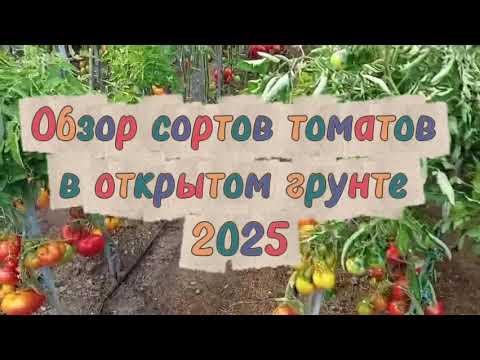 Видео: Обзор сортов томатов 🍅 в открытом грунте. Урожай 2025