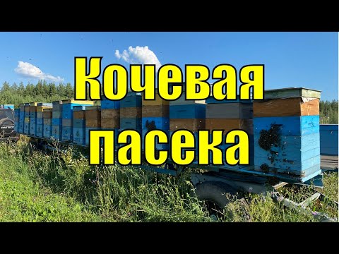 Видео: РЕПОРТАЖ С КОЧЕВОЙ ПАСЕКИ!!!