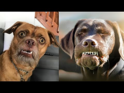 Видео: 🤯 30 минут радости: самые милые и смешные видео с собаками, которые поднимут вам настроение! 🌟🐾