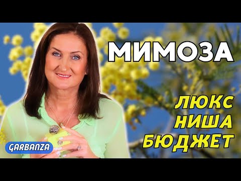 Видео: Лучшие ароматы с мимозой  Топ 7 💛