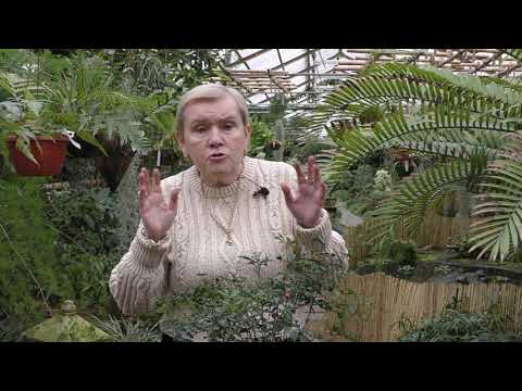 Видео: Муррайя — выращивание и уход в домашних условиях.