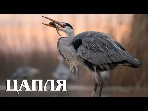 Видео: Серая цапля: Болотная хищница | Интересные факты про цаплю