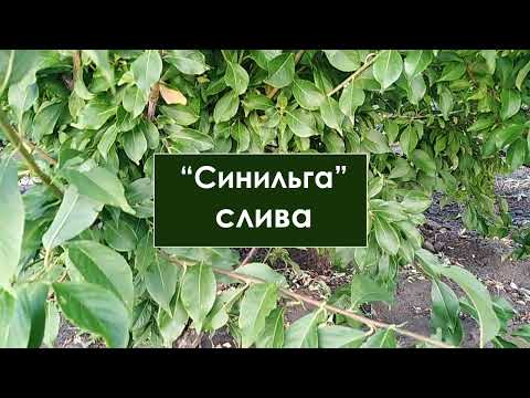 Видео: Слива Синильга