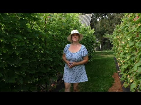 Видео: Боитесь что саженцы винограда не вызреют и не перезимуют ?Волноваться рано