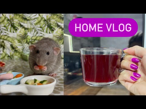 Видео: Кормлю крыс 🐀 | Делаю вкусный чай