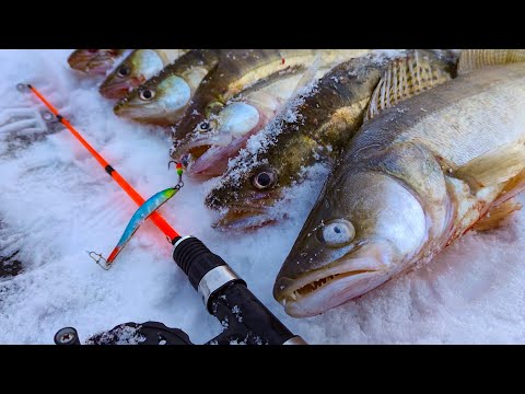 Видео: Попал на КЛЁВ СУДАКА ПО ПЕРВОМУ ЛЬДУ! Ловля судака на блëсна с эхолотом Практик. Зимняя рыбалка
