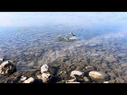 Видео: Река Уса  06.09.2025