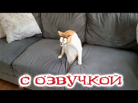 Видео: Приколы с котами! С ОЗВУЧКОЙ! Самые смешные животные! Смешные коты и собаки!