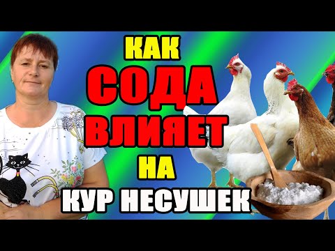 Видео: Как СОДА влияет на кур несушек. Как правильно применять соду.