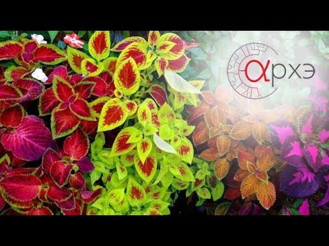 Видео: Елена Лабунская: "Секреты окраски растений"