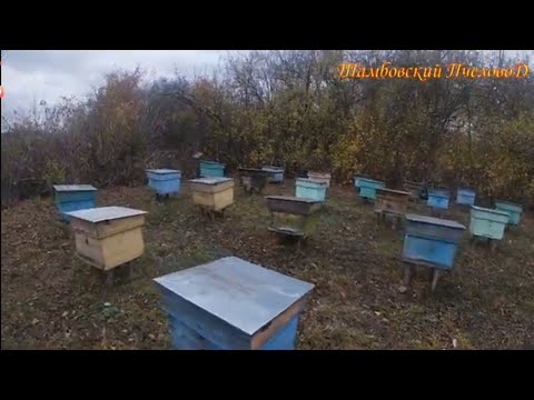 Видео: 28 октября - ч.3 На пасеке Дёминых. Кирсановский район.