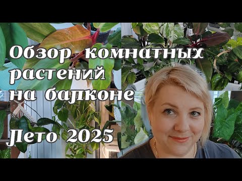 Видео: ОБЗОР КОМНАТНЫХ РАСТЕНИЙ НА БАЛКОНЕ | ЛЕТО 2025