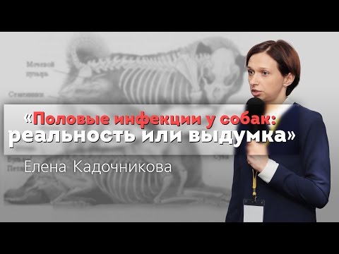 Видео: Половые инфекции у собак. Реальность или выдумка