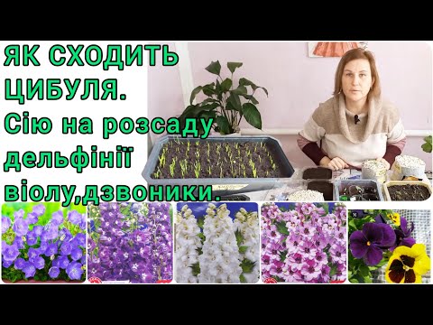 Видео: Сію БАГАТОРІЧНІ КВІТИ в рулон🌺Як СХОДИТЬ ЦИБУЛЯ🧅#квіти#сад#цибулязрозсади#виола#дельфиниум#насіння