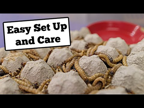 Видео: Как разводить и содержать суперчервей