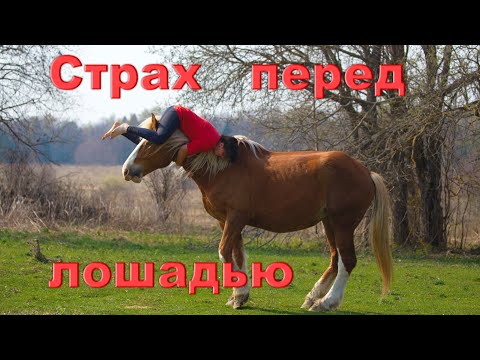 Видео: Страх перед лошадьми.