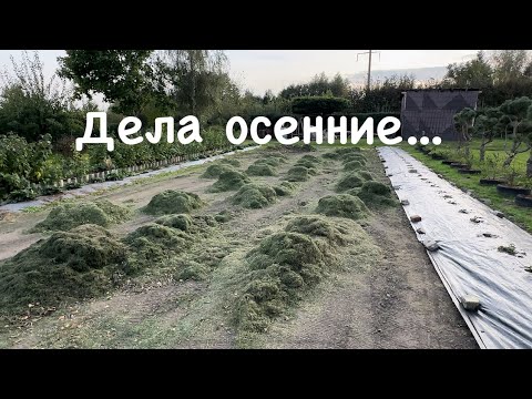 Видео: 123. Зачем сажаю клубнику в  ящик. Альтернатива сидератам. Про компост и корявую морковь