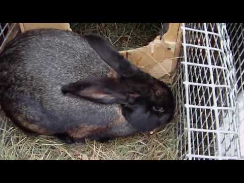 Видео: Ложная беременность у крольчихи.