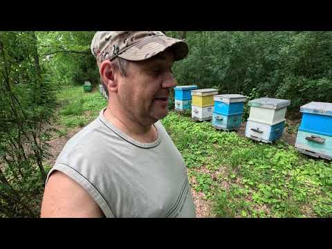 Видео: ✅ Матка не Облетелась! Как я исправляю, один из способов! #пчеловодство1