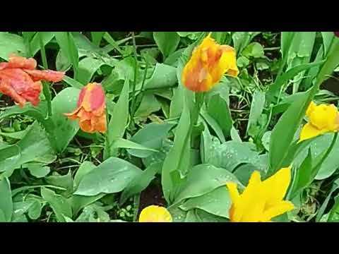 Видео: 10 минут цветов и музыки ФТ2025СПб