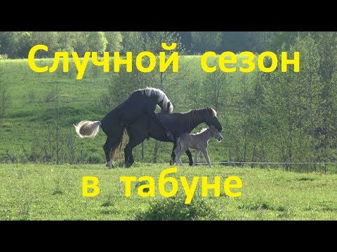 Видео: Воспроизводство в табуне. Преимущества и возможные "минусы".