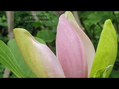Видео: Магнолия Вудсмэн (Magnolia brooklynensis Woodsman)