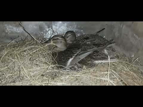 Видео: Утята Кряквы. День второй.#утятакряквы #кряква