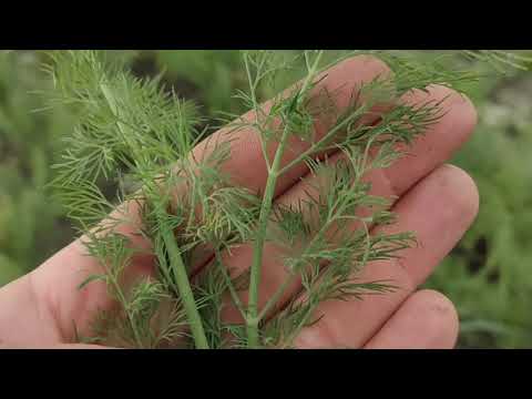 Видео: Простой парень показывает как заработать зимой.💲💵💲 Квасим капусту по бабушкиному  рецепту.$$$