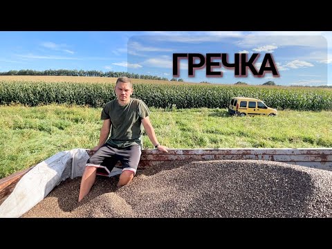 Видео: СКІЛЬКИ ДАЛА ГРЕЧКА🌾 З 2 ГЕКТАР🌎